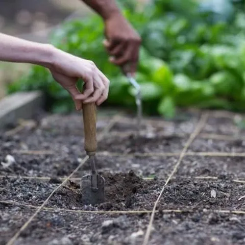 thumbnail for publication: Seeding the Garden